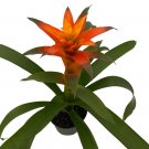 Wonderful Guzmania Bromeliad Melissa Orange Vase Beautiful Garden Plant