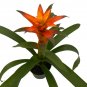Wonderful Guzmania Bromeliad Melissa Orange Vase Beautiful Garden Plant