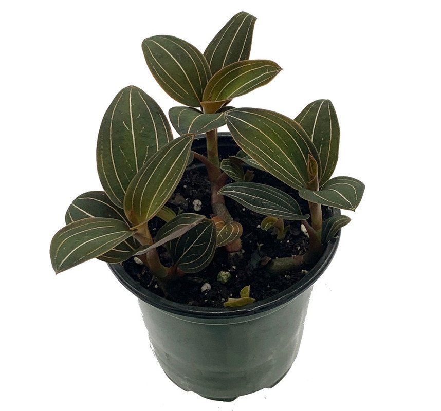 Wonderful Ludisia discolor Purple Jewel Orchid Garden Plant