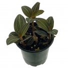 Wonderful Ludisia discolor Purple Jewel Orchid Garden Plant