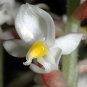Wonderful Ludisia discolor Purple Jewel Orchid Garden Plant