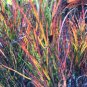 Wonderful Croton Picassos Paintbrush Garden Plant