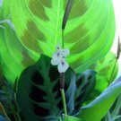 Wonderful Maranta Green Prayer Garden Plant