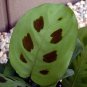 Wonderful Maranta Green Prayer Garden Plant