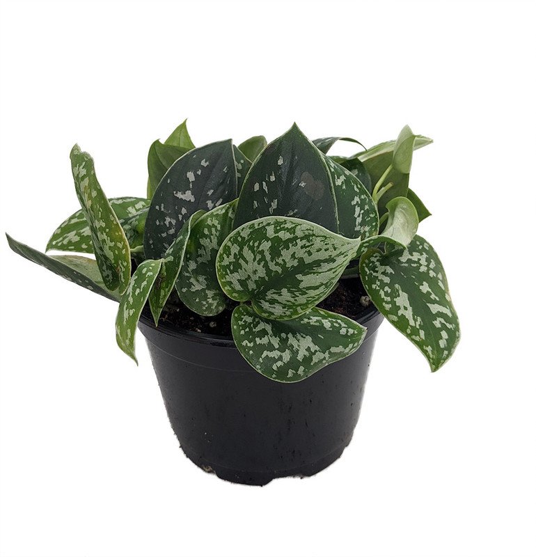 Wonderful Philodendron Scindapsus Rare Silver Satin Garden Plant