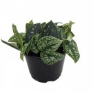 Wonderful Philodendron Scindapsus Rare Silver Satin Garden Plant