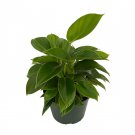 Wonderful Philodendron Green Princess Garden Plant