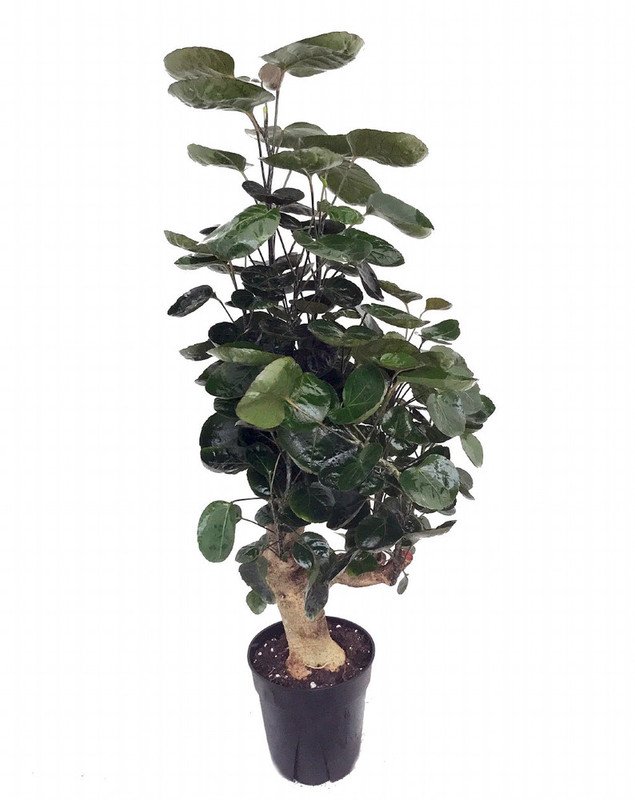 Wonderful Polyscias Fabian Japanese Ming Aralia Tree Garden Plant