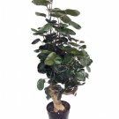 Wonderful Polyscias Fabian Japanese Ming Aralia Tree Garden Plant