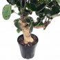 Wonderful Polyscias Fabian Japanese Ming Aralia Tree Garden Plant