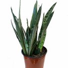 Wonderful Sansevieria Bantels Sensation Snake Garden Plant