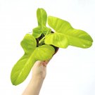 Wonderful Philodendron Bippenifolium aurea Gold Violin Garden Plant