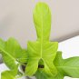 Wonderful Philodendron Bippenifolium aurea Gold Violin Garden Plant