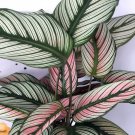 Wonderful Calathea Rare White Star Peacock Garden Plant