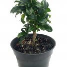 Wonderful Carmona microphylla Fukien Tea Bonsai Tree Garden Plant