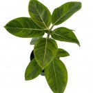 Wonderful Ficus altissima Golden Gem Rubber Tree Garden Plant