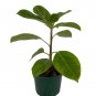 Wonderful Ficus altissima Golden Gem Rubber Tree Garden Plant