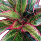 Wonderful Aglaonema Siam Aurora Chinese Evergreen Garden Plant