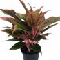 Wonderful Aglaonema Siam Aurora Chinese Evergreen Garden Plant