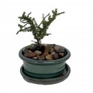 Wonderful Ulmus parvifolia Dwarf Chinese Elm Garden Plant