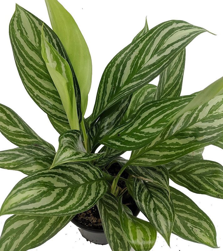 Wonderful Aglaonema Low Light Stripes Chinese Evergreen Garden Plant