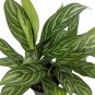Wonderful Aglaonema Low Light Stripes Chinese Evergreen Garden Plant