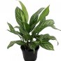 Wonderful Aglaonema Low Light Stripes Chinese Evergreen Garden Plant