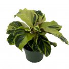 Wonderful Calathea Yellow Fusion Peacock Garden Plant