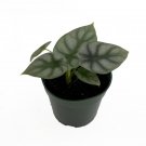 Wonderful Alocasia Silver Dragon African Mask Garden Plant