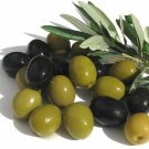 Wonderful Olea Arbequina Large Olive Tree Garden Plant