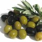 Wonderful Olea Arbequina Large Olive Tree Garden Plant