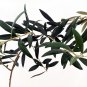 Wonderful Olea Arbequina Large Olive Tree Garden Plant