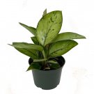 Wonderful Homalomena Selby Queen of Hearts Garden Plant