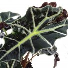 Wonderful Alocasia Polly Amazon Black Shield Garden Plant