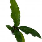 Wonderful Anthurium Variegated Hookeri Birds Nest Garden Plant