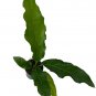 Wonderful Anthurium Variegated Hookeri Birds Nest Garden Plant