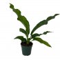Wonderful Anthurium Variegated Hookeri Birds Nest Garden Plant