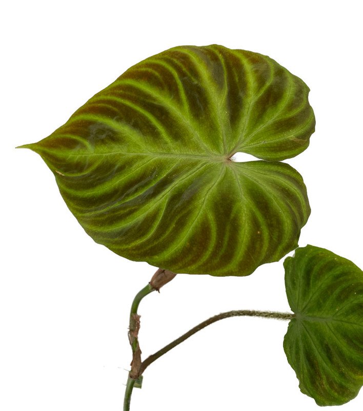 Wonderful Philodendron Verrucosum Garden Plant
