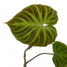 Wonderful Philodendron Verrucosum Garden Plant