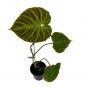 Wonderful Philodendron Verrucosum Garden Plant