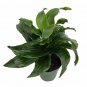 Wonderful Dracaena fragrans Twister Dragon Tree Garden Plant