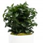 Wonderful Dracaena fragrans Twister Dragon Tree Garden Plant