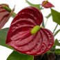 Wonderful Anthurium Volcano Rock er Flaming Red Hawaiian Garden Plant
