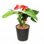 Wonderful Anthurium Volcano Rock er Flaming Red Hawaiian Garden Plant