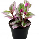 Wonderful Tradescantia Rare Nanouk Pink Beautiful Garden Plant