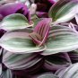 Wonderful Tradescantia Rare Nanouk Pink Beautiful Garden Plant