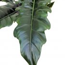 Wonderful Philodendron Jungle Boogie Garden Plant