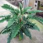 Wonderful Philodendron Jungle Boogie Garden Plant