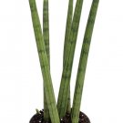 Wonderful Sanseveria cylindrica Bamboo Shoots Snake Garden Plant