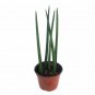 Wonderful Sanseveria cylindrica Bamboo Shoots Snake Garden Plant
